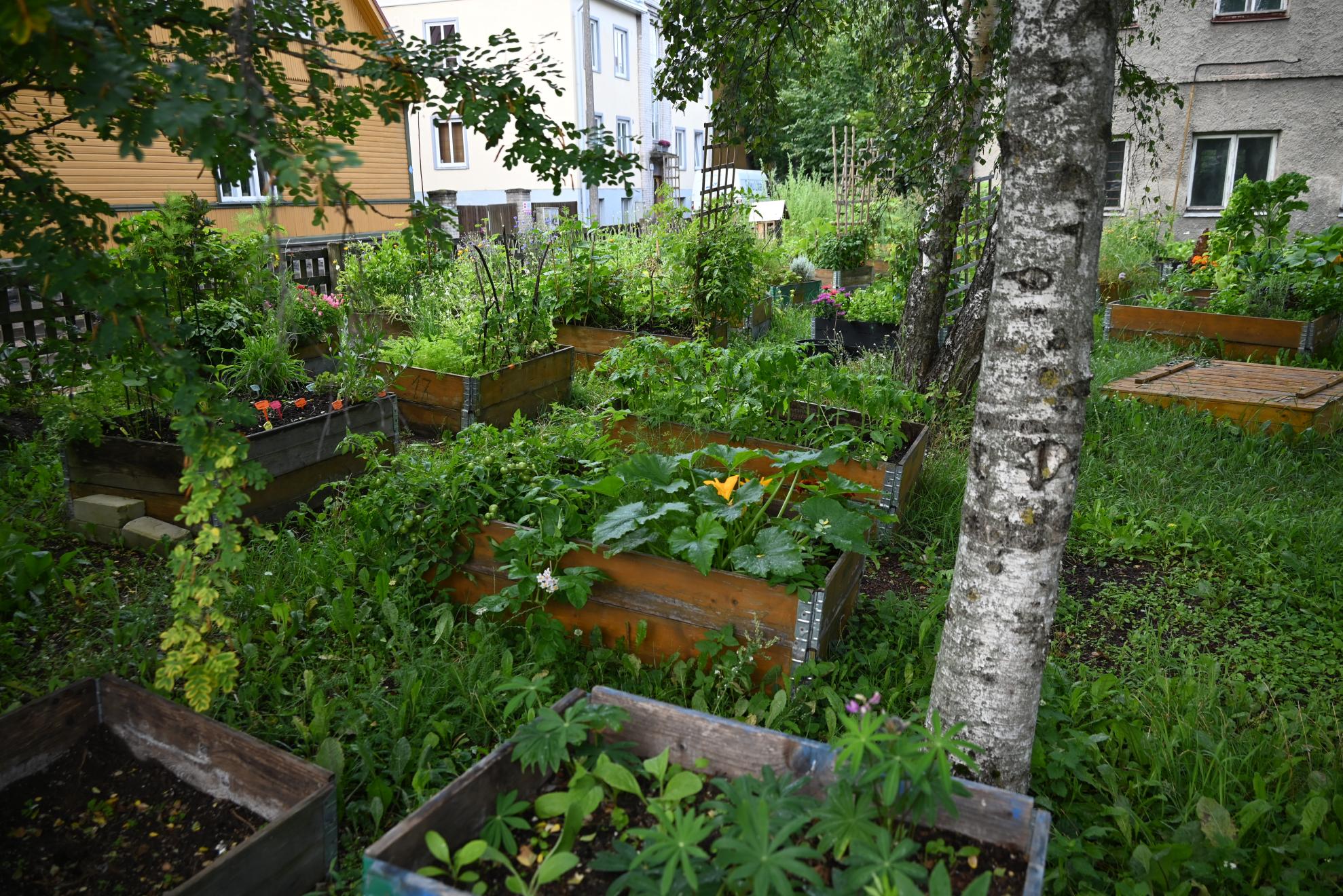 Community Gardens in Tallinn (2023).