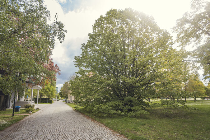 Die besondere Linde auf dem Magdeburger Campus, Foto: Matthias Piekacz.