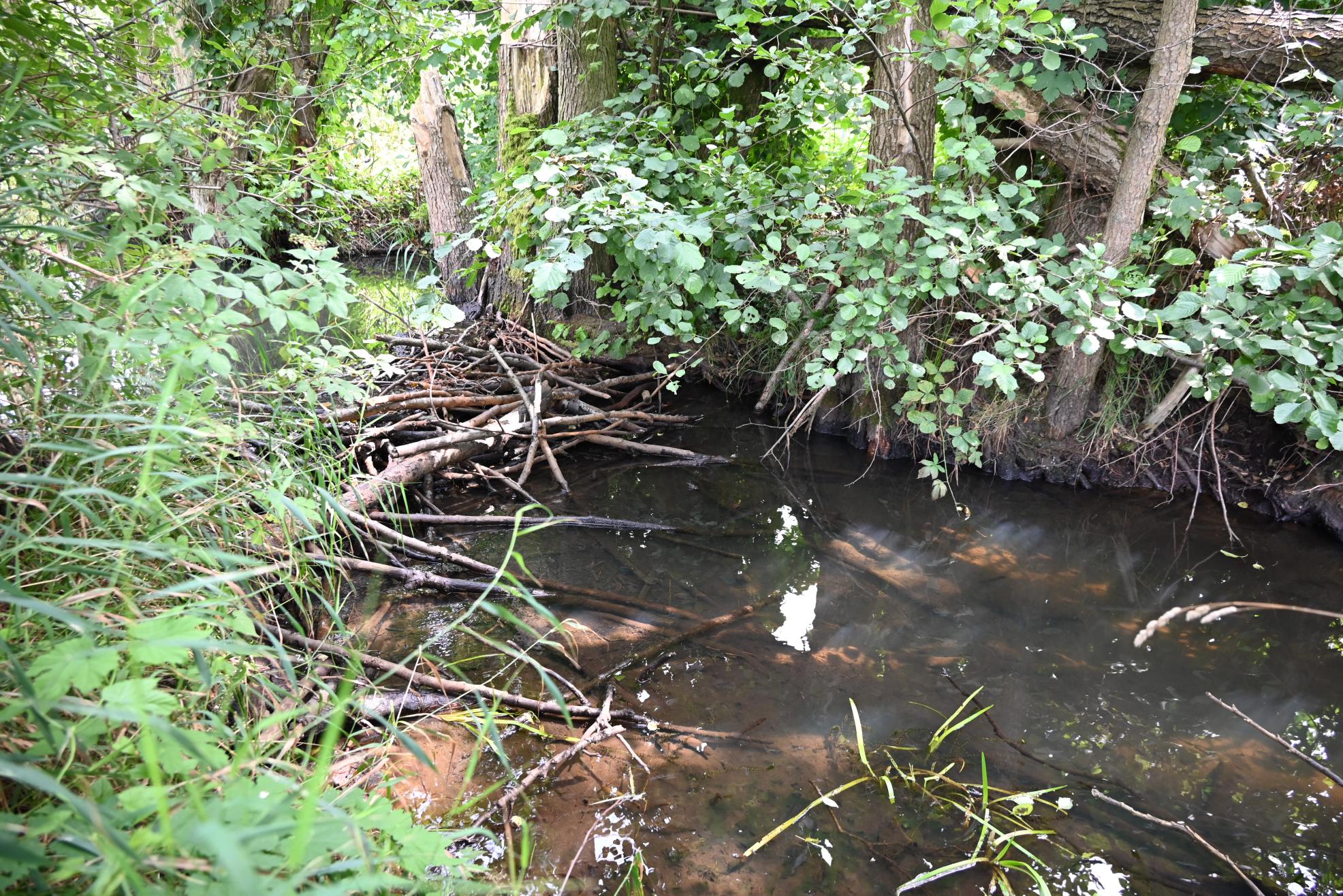 Die Tätigkeit der Biber sind eine preisgünstige Variante, um für den nötigen Wasserrückstau für die Moorreviatlisierung im Rathsbruch zu sorgen.