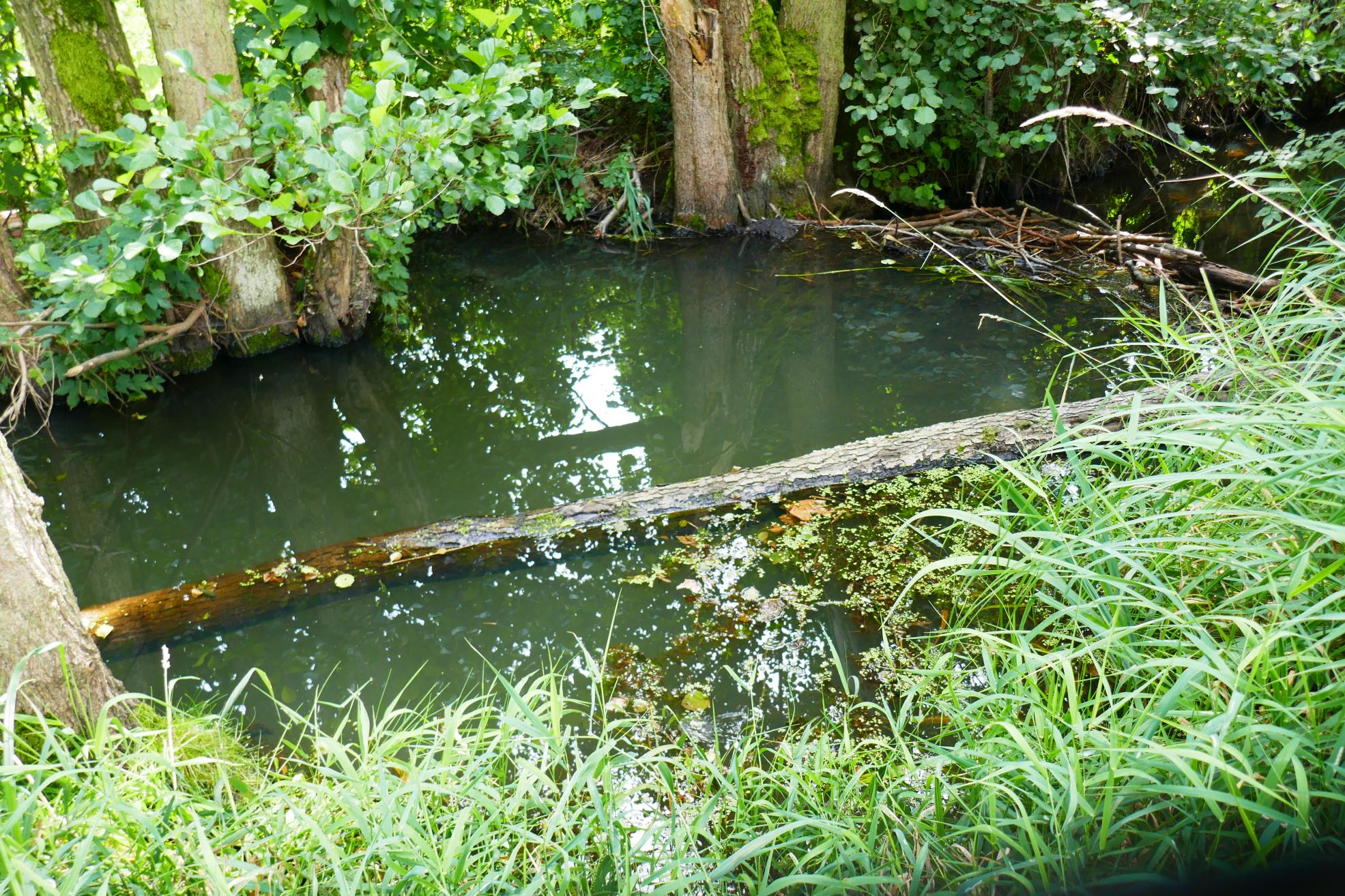 Die Tätigkeit der Biber sind eine preisgünstige Variante, um für den nötigen Wasserrückstau für die Moorreviatlisierung im Rathsbruch zu sorgen.