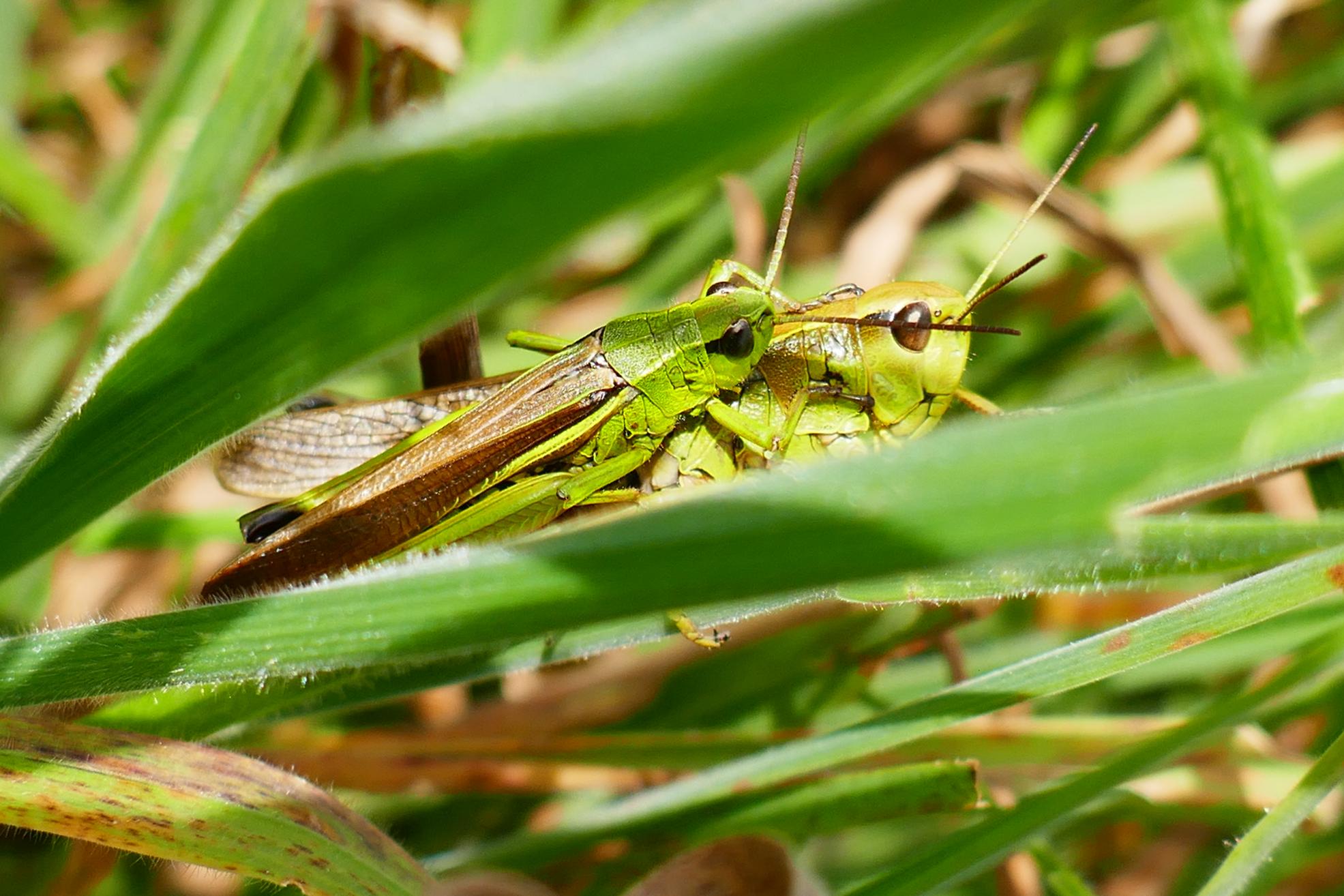 Auch eine Impression aus dem Naturschutzgebiet Rathsbruch.