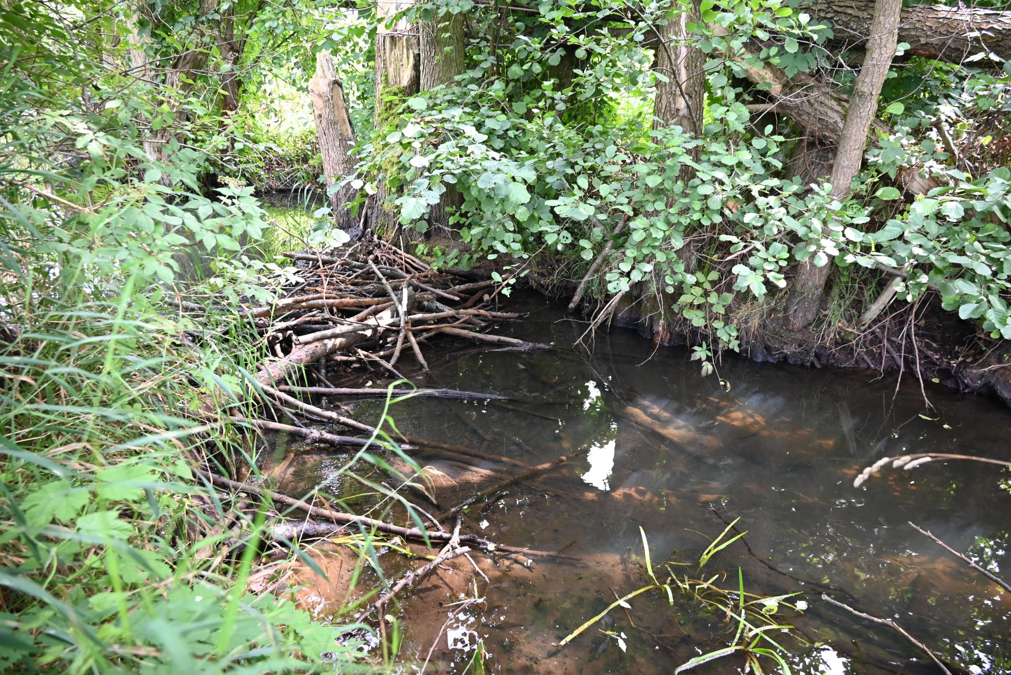 The activity of beavers is a cost-effective option to provide the necessary water retention for peatland revitalisation in the Rathsbruch.