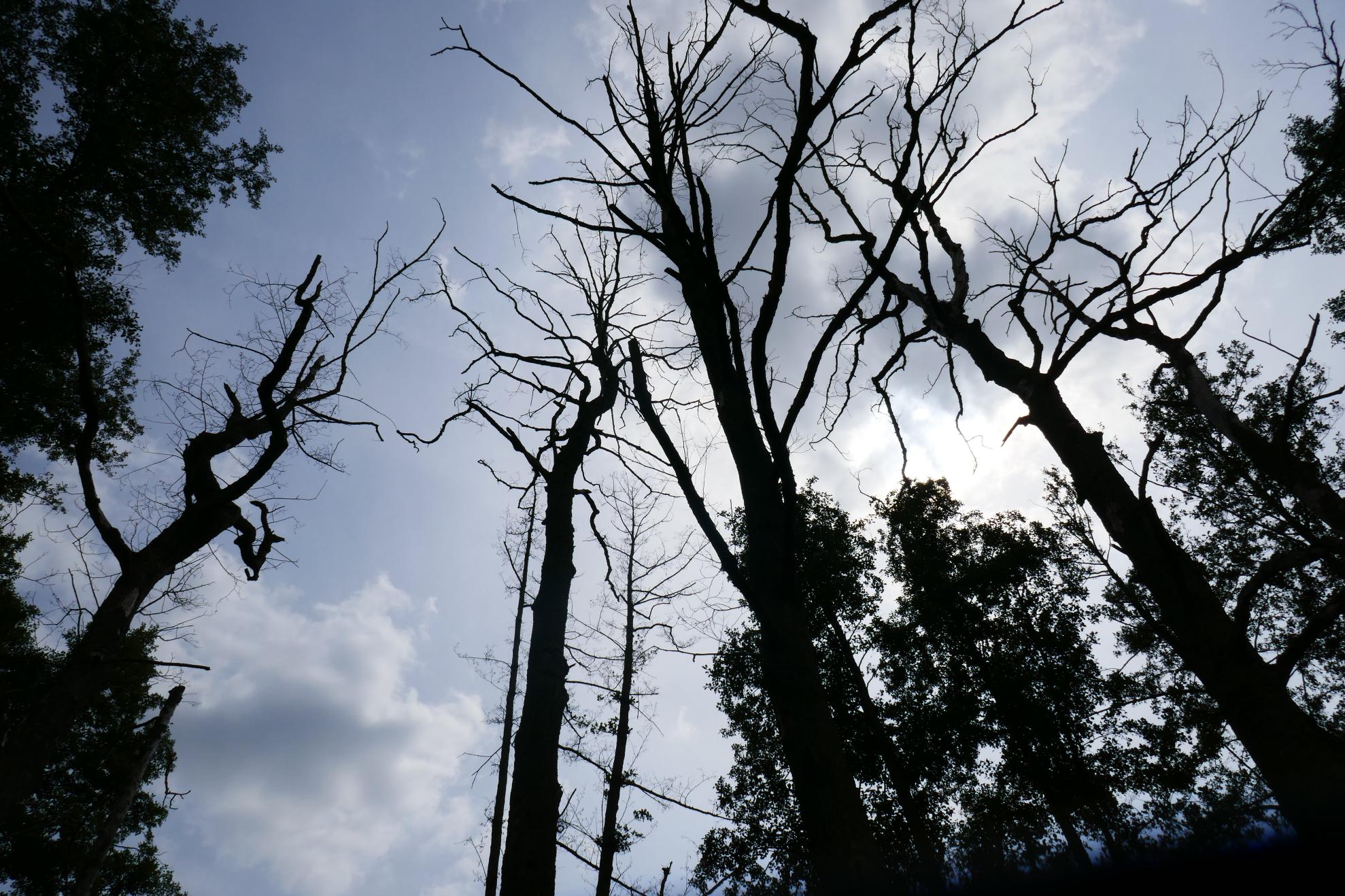 The alder is a relatively short-lived tree species that grows quickly and can establish itself well in damp areas. Its dead material can contribute to peat formation.