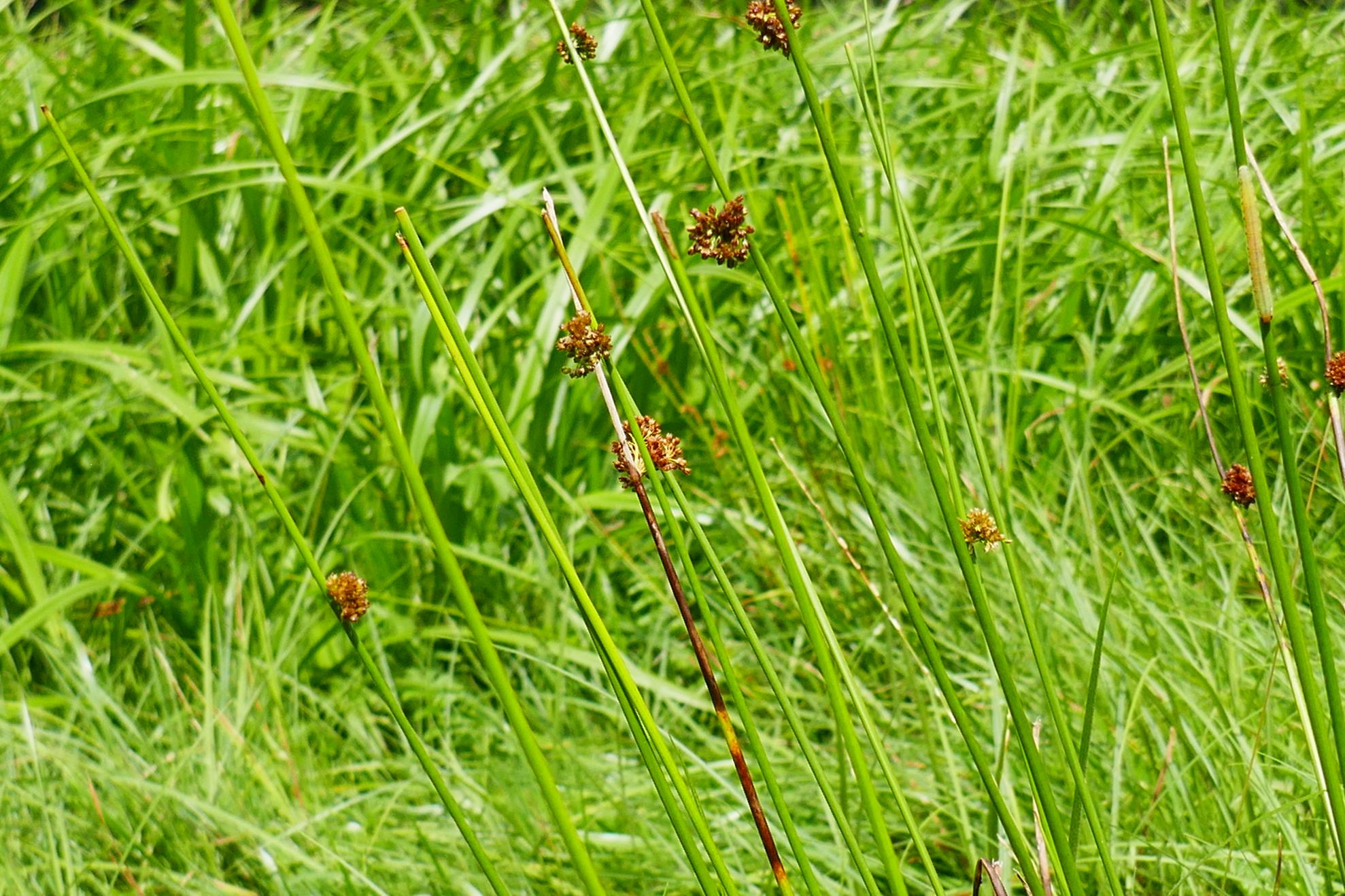 The presence of rushes and sedges indicates moist to wet soil conditions. They are typical plants for wetlands and show that the rewetting of the peatland is making progress.