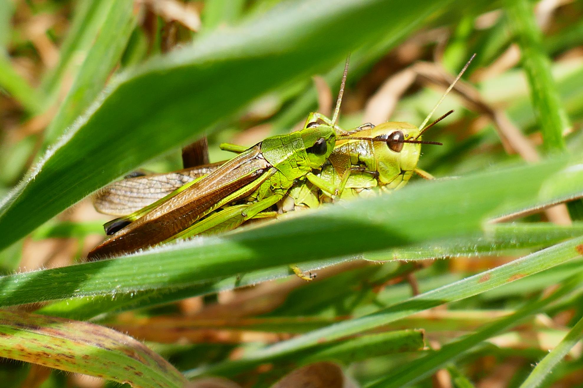 Also an impression from the Rathsbruch nature reserve.