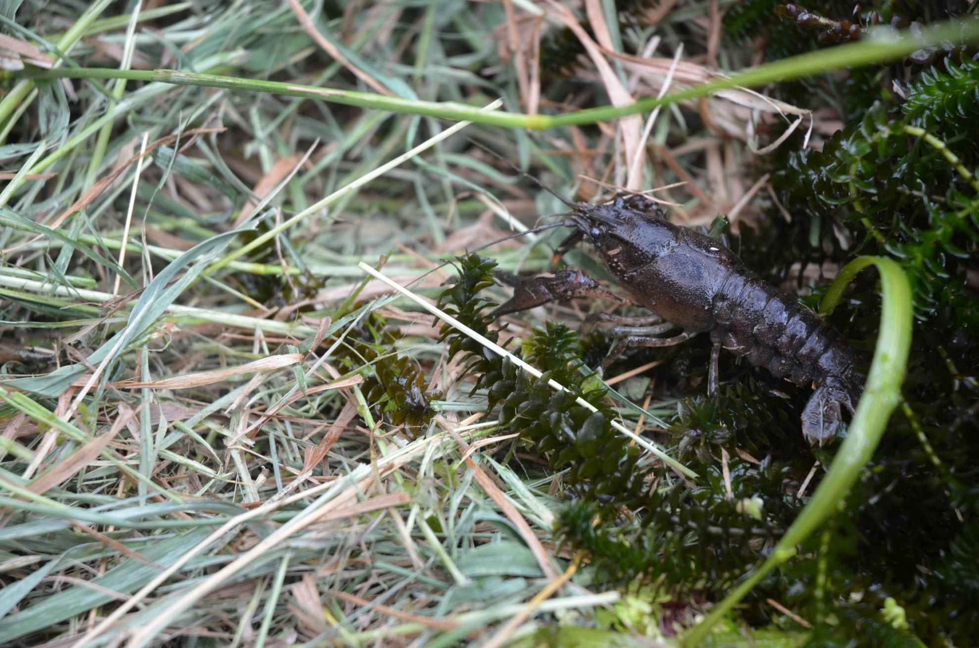 The invasive spiny-cheek crayfish is a carrier of crayfish plague, a disease to which it is itself immune. The invasive spiny-cheek crayfish is a carrier of crayfish plague, a disease to which it is itself immune.
