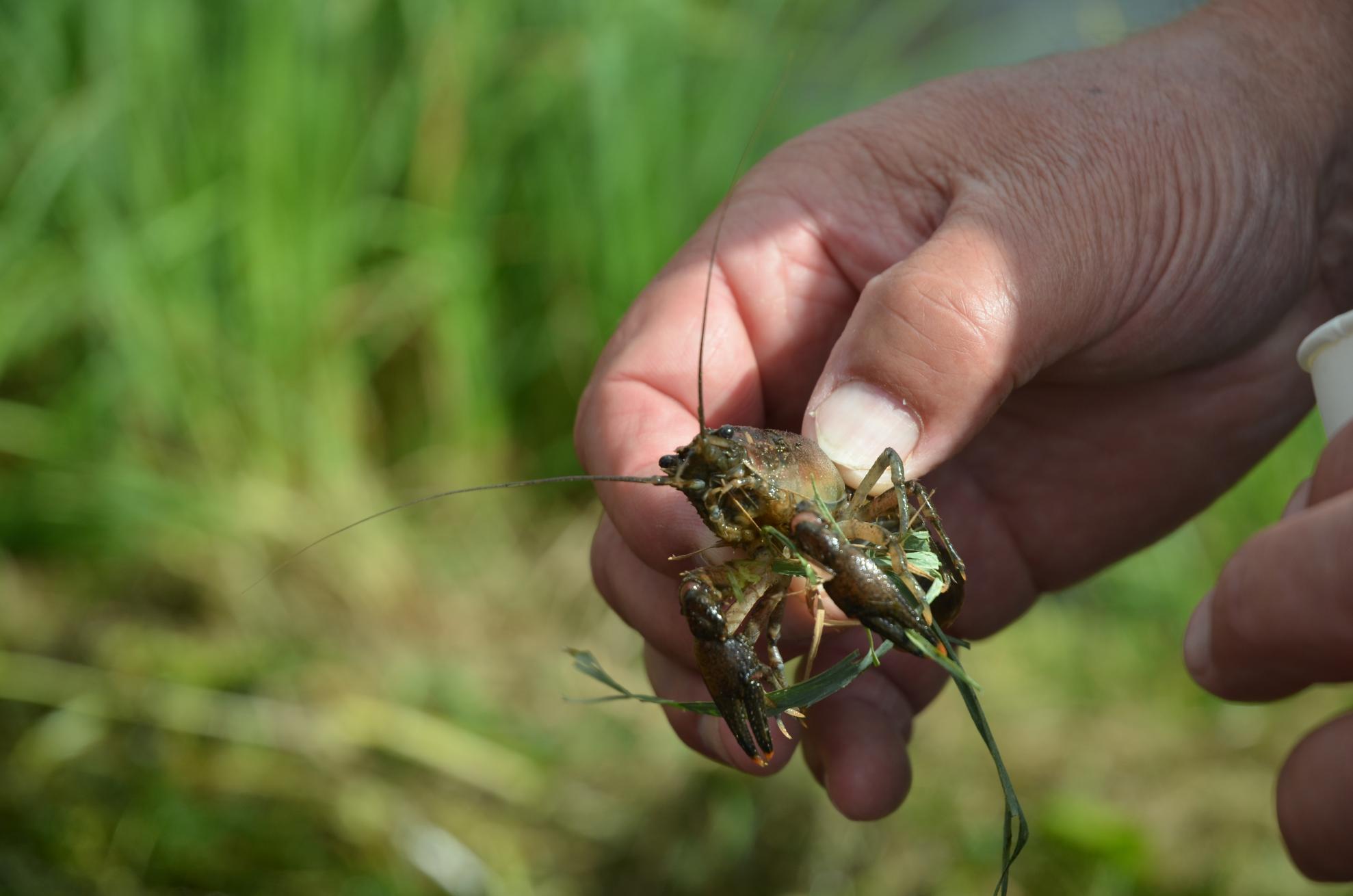 An invasive American crayfish species, which unfortunately displaces native crayfish populations. An invasive American crayfish species, which unfortunately displaces native crayfish populations.