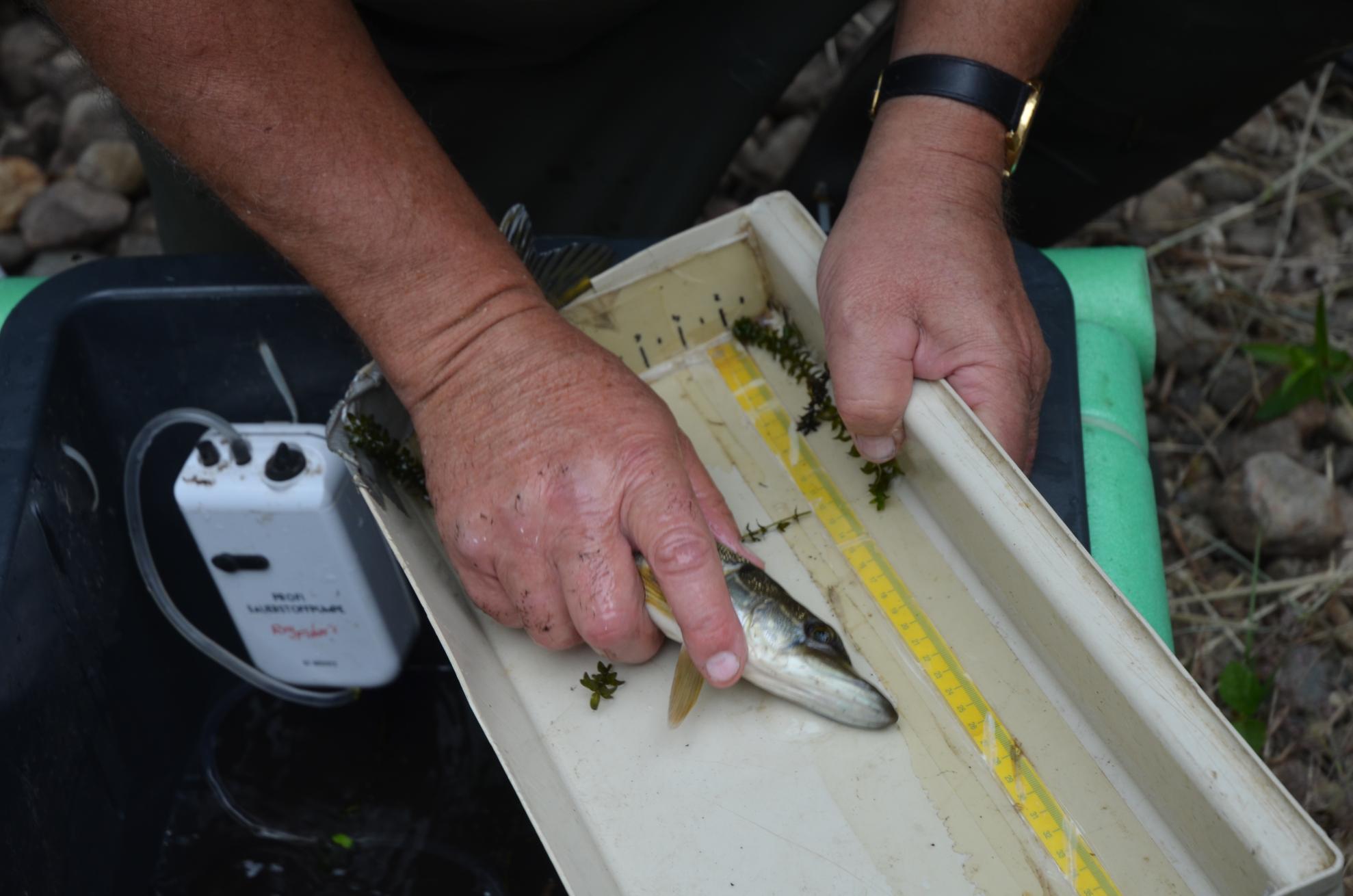 During 50 metres of electrofishing, five different fish species were recorded, including one non-native species. During 50 metres of electrofishing, five different fish species were recorded, including one non-native species.