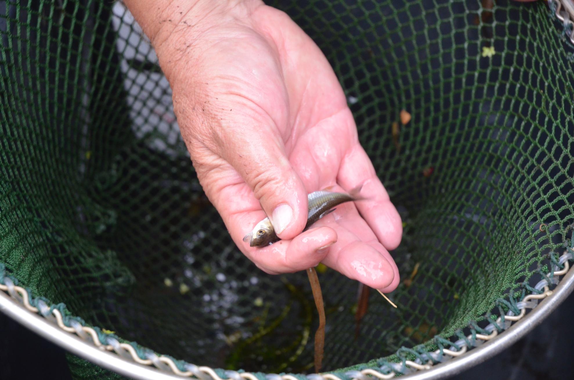 Electrofishing enables the temporary stunning, counting, and identification of fish before their safe release. Electrofishing enables the temporary stunning, counting, and identification of fish before their safe release.