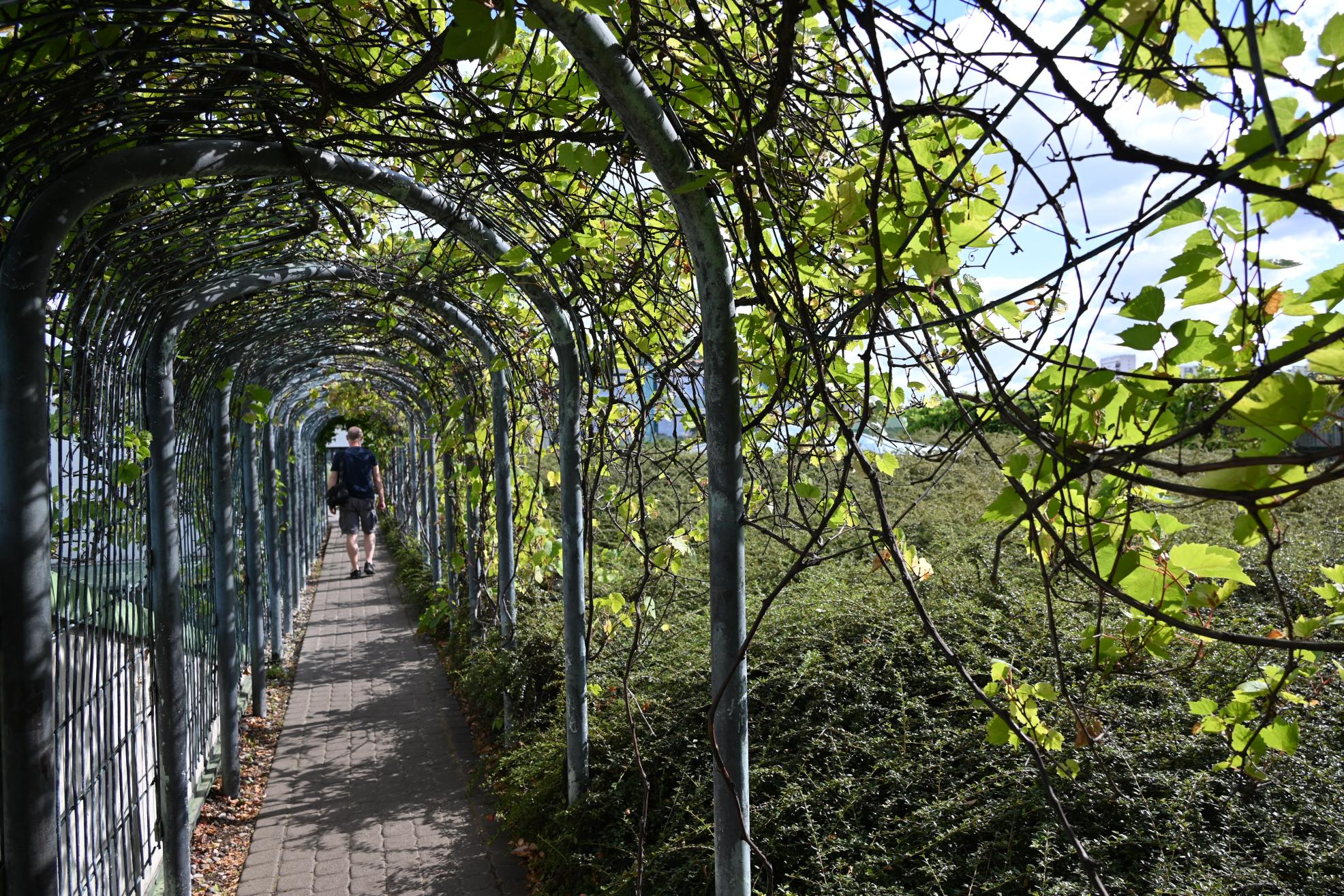 Bibliothek der Universität Warschau – ein lebendiges Beispiel dafür für „Nature-Based Solutions (NBS)“ Bibliothek der Universität Warschau – ein lebendiges Beispiel dafür für „Nature-Based Solutions (NBS)“