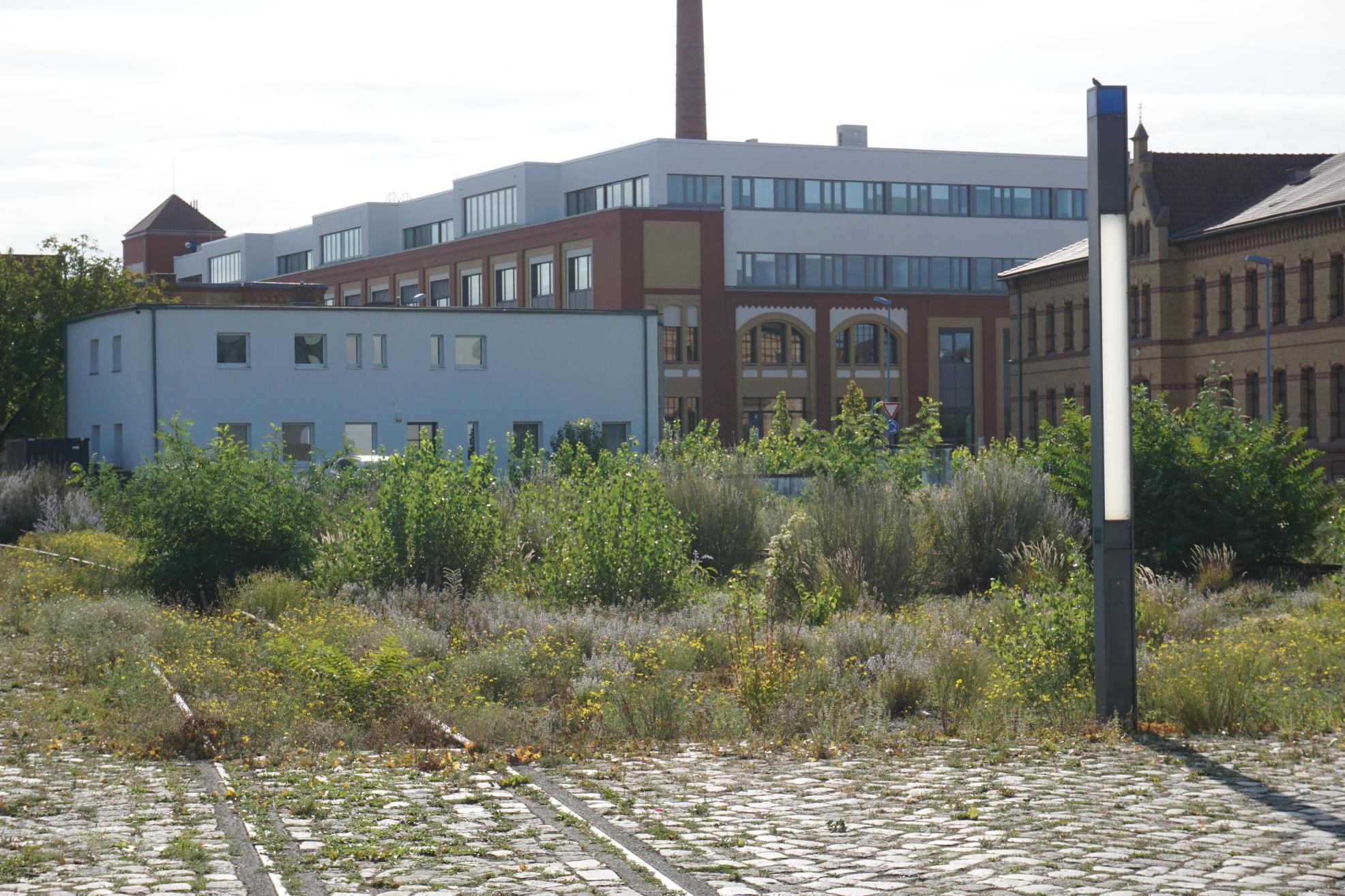 Der Wissenschaftshafen in Magdeburg im September 2025. Bild: Niclas Schuster.
