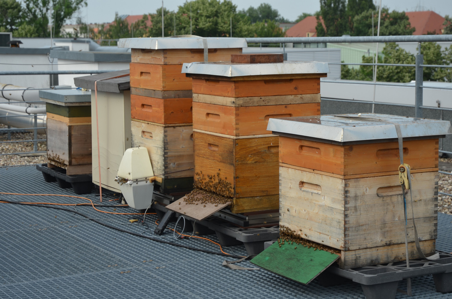 Die Bienenversuchsstation