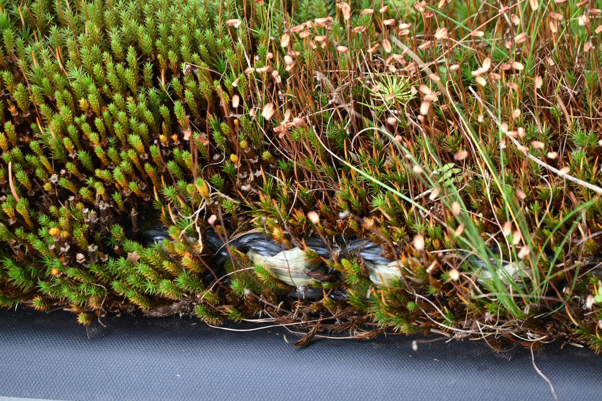 Biodiverses Carportdach unter Nutzung von Textilmatten – von Gräsern über Moose bis zu Pilzen wächst hier alles. 