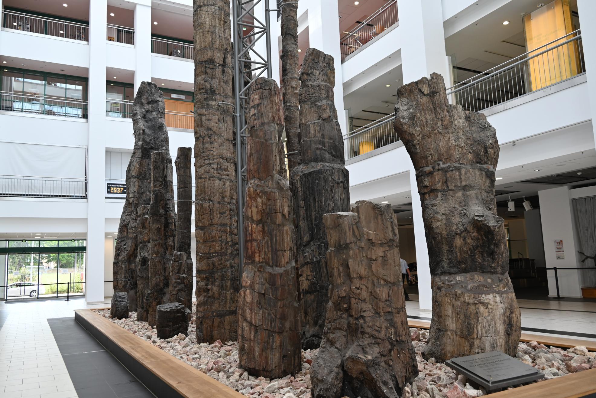 Fast 300 Millionen Jahre alt ist der Steinerne Wald in Chemnitz - Fossil einer unbekannten Pflanzenart aus der Zeit des Perms