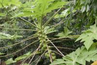 Ein Vergleich des Papayaanbaus im Tropenhaus Klein Eden mit dem konventionellen Anbau in der Landwirtschaft