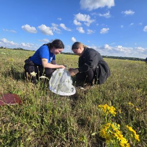 Polish experts and early-career specialists study pollinators in the Drömling UNESCO Biosphere Reserve. Image: Beata Bąk