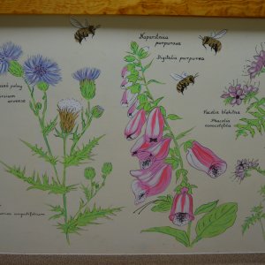 Am Lehrstuhl für Bienenkunde der Universität Ermland-Masuren in Olsztyn, Polen (Katedra Drobiarstwa i Pszczelnictwa)