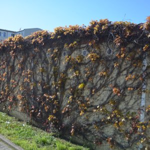 Begrünte Wand in Magdeburg.