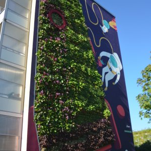Diese grüne Infrastruktur („Grüne Wand“ ) befindet sich am Olvenstedter Platz in Magdeburg-Stadtfeld.