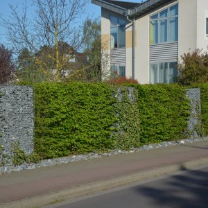 Stone gabions integrated with green hedging – this combination provides shelter, enhances microclimatic conditions, and creates wildlife habitats.