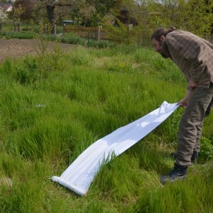 Examination for ticks in an allotment garden association near Magdeburg.