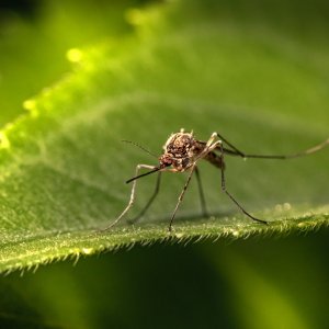 Neue Gesundheitsrisiken durch biodiversitätsbedingte kontraproduktive Ökosystemdienstleistungen in Städten sind Schwerpunkt des Vorhabens. 

Foto von Erik Karits auf Unsplash