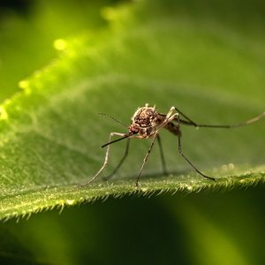 Neue Gesundheitsrisiken durch biodiversitätsbedingte kontraproduktive Ökosystemdienstleistungen in Städten sind Schwerpunkt des Vorhabens. 

Foto von Erik Karits auf Unsplash