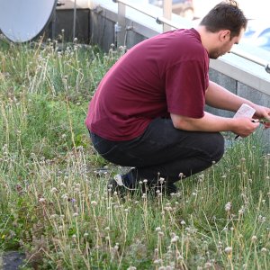 Kartierungsarbeiten (Flora/Fauna) auf einem Gründach in Magdeburg