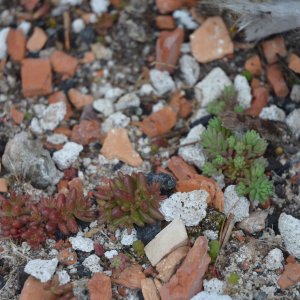 Sedum plants utilise mineral substitute building materials as a vegetation substrate. 