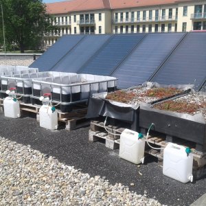 Geeignete Materialien wurden für die Erstellung von Versuchsfeldern
(Lysimetern) ausgewählt und mit einer Referenzfläche (kommerziell verfügbares Substrat) als Reallabor auf dem Dach der Mensa der Hochschule Magdeburg-Stendal installiert.