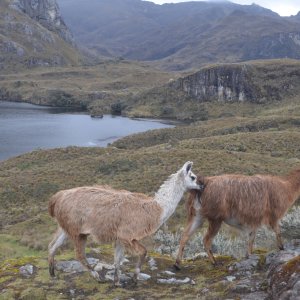 Im Cajas Nationalpark (3152-4445 m ü. NN) in den ecuadorianischen Anden führt die Universität Cuenca hydrologische und biologische Studien durch. Hier leben auch Lamas.