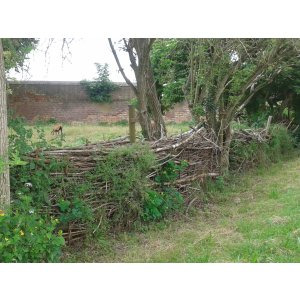 Benje hedge (a deadwood hedge) at the Regional Garden Show Beelitz, Germany, 2022