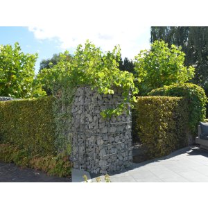 Green gabion wall in the Park der Gärten, Bad Zwischenahn, Germany