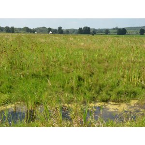 Pilotfläche einer Paludikultur in Neukalen (Greifswalder Moor Centrum)